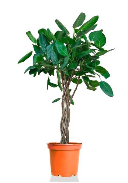 Фикус Бенгальский Одри косичка d31 см h140 см