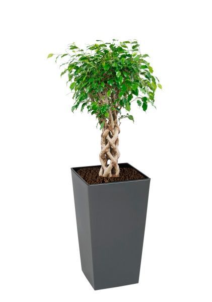 Фикус Бенджамина Экзотика цилиндр 30/130 см в LAMELA Finezja 40x40