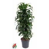 Драцена Дорадо бранч d27 см h130 см