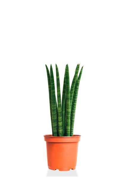 Сансевиерия Цилиндрика 9/30 см