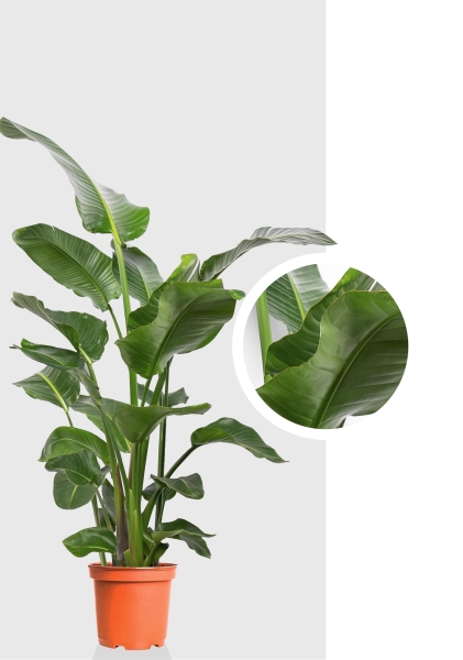 Стрелиция Николай 24/110 см