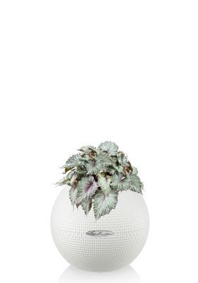 Бегония Белиф Хавайн Сильвер 13/25 см в PURO 20, белый