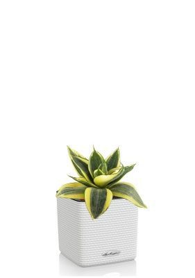 Сансевиерия Голден Хании в CUBE COLOR 14, белый Сансевиерия Голден Хании в CUBE COLOR 14, белый