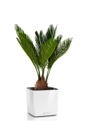 Цикас CUBE GLOSSY 14/40 см Белый блестящий Цикас CUBE GLOSSY 14/40 см Белый блестящий