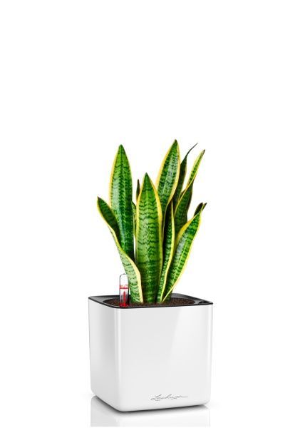 Сансевиерия Лауренти 12/40 см в CUBE GLOSSY 14 Сансевиерия Лауренти 12/40 см в CUBE GLOSSY 14