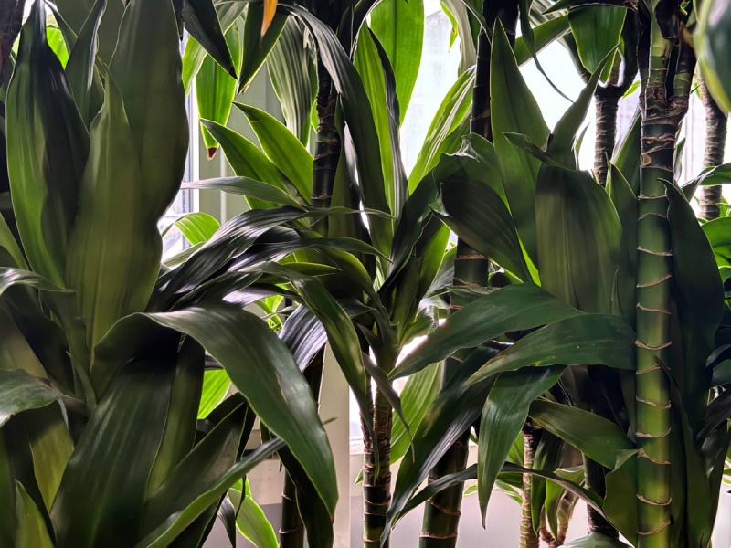 Драцена Джанет: зелёный «офис-менеджер», который работает без выходных