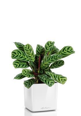 Ктенанта Бурле в CUBE Glossy 14