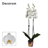 Фаленопсис 2 ствола White 16+ Decorum (bernhard) d12 см h75 см