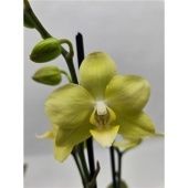 Фаленопсис 2 ствола Limited 27 (phalaenova) d12 см h70 см