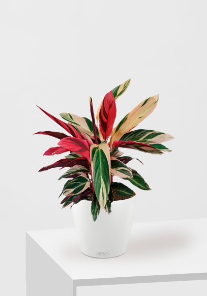 Строманта 19/65 см в CLASSICO COLOR 21