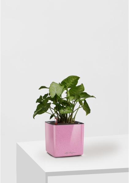 Сингониум Вайт Баттерфляй 12/25 см в CUBE GLOSSY KISS 14