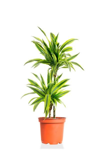 Драцена Лемон Лайм 2 ствола 19/90 см Драцена Лемон Лайм 2 ствола 19/90 см