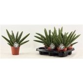 Сансевиерия Double Boncellensis d12 см h35 см тип 1 Сансевиерия Double Boncellensis d12 см h35 см тип 1