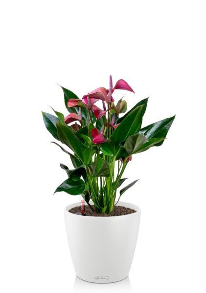 Антуриум Андрианум пурпурный 17/55 см в CLASSICO COLOR 21 Антуриум Андрианум пурпурный 17/55 см в CLASSICO COLOR 21