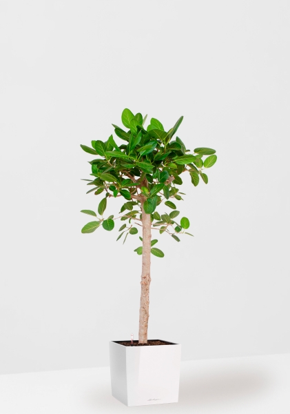 Фикус Бенгальский Одри на штамбе 24/110 см в CUBE 30 Фикус Бенгальский Одри на штамбе 24/110 см в CUBE 30