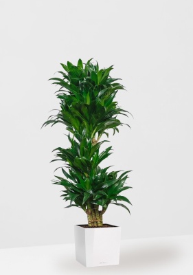 Драцена Компакта бранч 34/150 см в CUBE 40