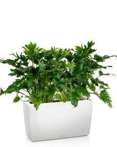 Филодендрон Селлоу CARARO 75, Белый блестящий