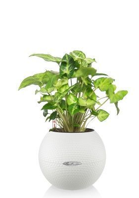 Сингониум в PURO 20, белый