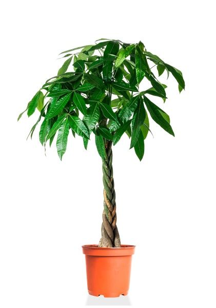 Пахира Акватика 27/150 см