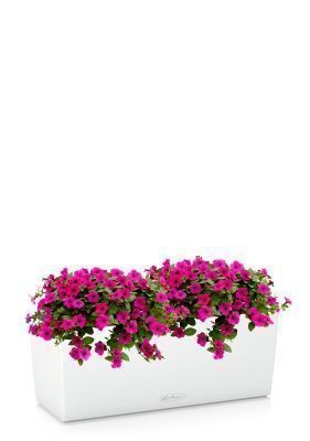 Петуния Розовая в BALCONERA 50, белый Петуния Розовая в BALCONERA 50, белый