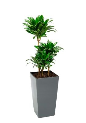 Драцена Компакта 3 ствола 21/100 см в Finezja 30x30, серый бетон