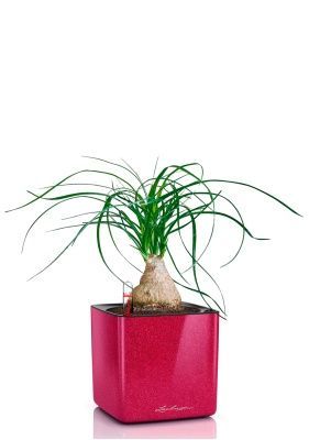 Нолина на стволе 12/35 в CUBE GLOSSY KISS 14, вишнево-розовый блестящий