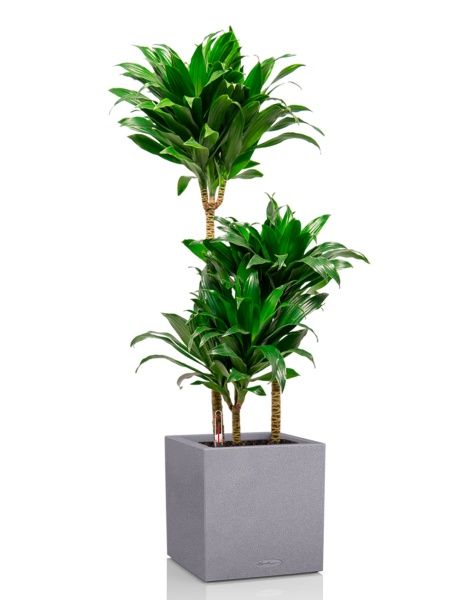 Драцена Компакта 3 ствола 21/100 см в CANTO STONE LOW 30 Драцена Компакта 3 ствола 21/100 см в CANTO STONE LOW 30