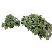 Сциндапсус Пиктус d14 см h25 см