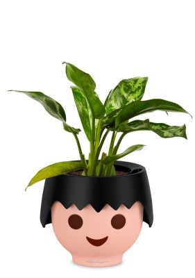 Аглаонема Цитронелле 12/30 см в OJO, черный