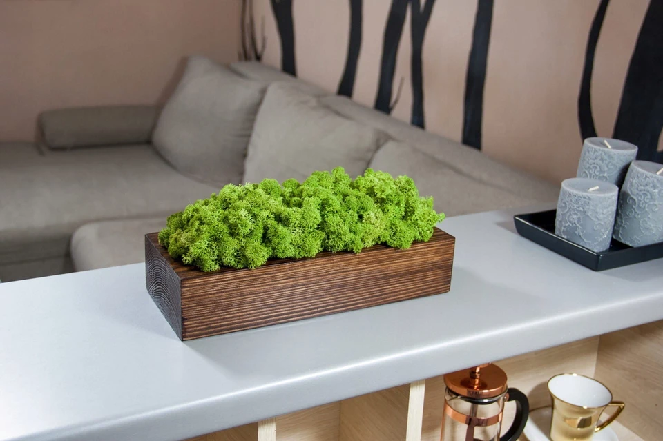 Мох и стабилизированные растения: зелень без ухода и с эффектом Мох и стабилизированные растения: зелень без ухода и с эффектом