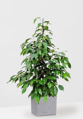 Фикус Бенджамина Экзотика 27/150 см в CANTO STONE LOW 30 Фикус Бенджамина Экзотика 27/150 см в CANTO STONE LOW 30