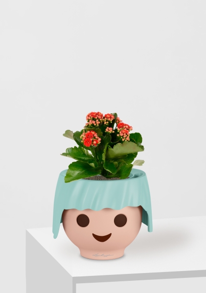 Каланхоэ микс 12/30 см в OJO Каланхоэ микс 12/30 см в OJO