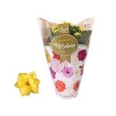 Каланхоэ Rosalina Don Amarillo желтый d12 см h27.5 см Каланхоэ Rosalina Don Amarillo желтый d12 см h27.5 см