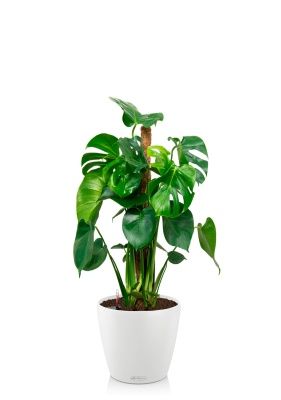 Монстера Делициоза 19/90 см в CLASSICO COLOR 28, белый