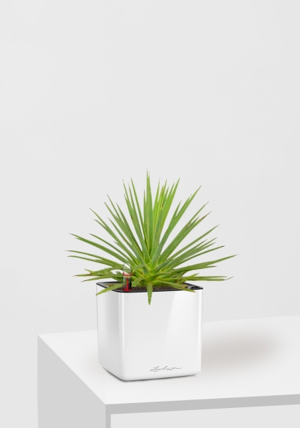 Агава Нана 10/20 см в CUBE GLOSSY 14 Агава Нана 10/20 см в CUBE GLOSSY 14