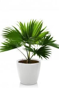 Ливистона в CLASSICO LS 21