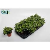 Крассула Овата Минор денежное дерево d8.5 см h10 см