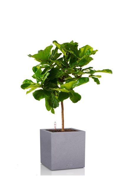 Фикус Лирата на стволе 24/120 см в CANTO STONE LOW 30 Фикус Лирата на стволе 24/120 см в CANTO STONE LOW 30