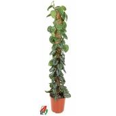 Эпипремнум d27 см h150 см