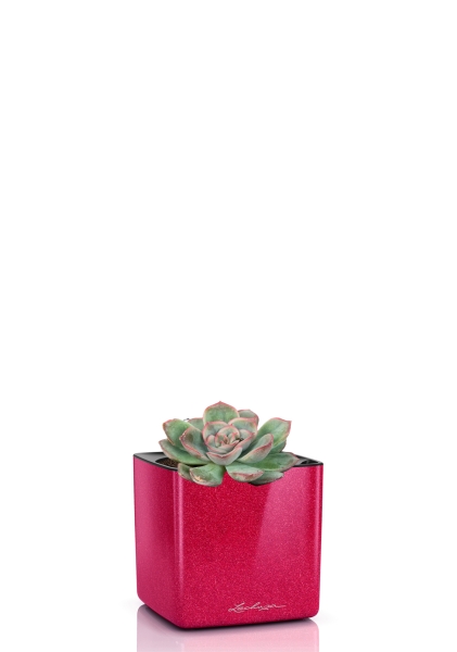 Суккулент микс 5 см в CUBE GLOSSY KISS 14 Суккулент микс 5 см в CUBE GLOSSY KISS 14