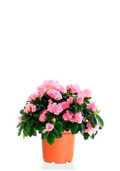 Азалия Фландрес розовая 14/30 см Азалия Фландрес розовая 14/30 см