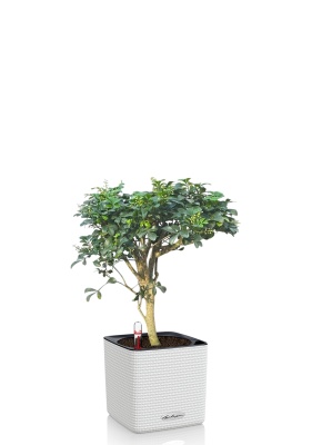 Аглайя 14 см в CUBE COLOR 16, белый Аглайя 14 см в CUBE COLOR 16, белый