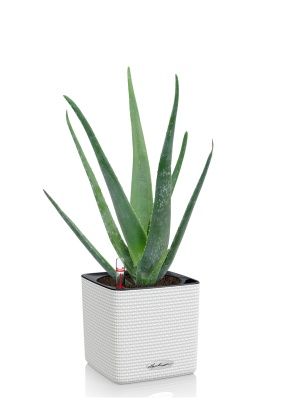 Алоэ Вера в CUBE 14, белый