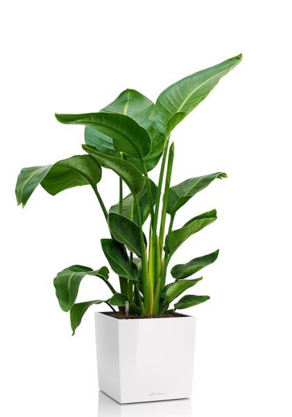 Стрелиция Николай 24/120 в CUBE 30