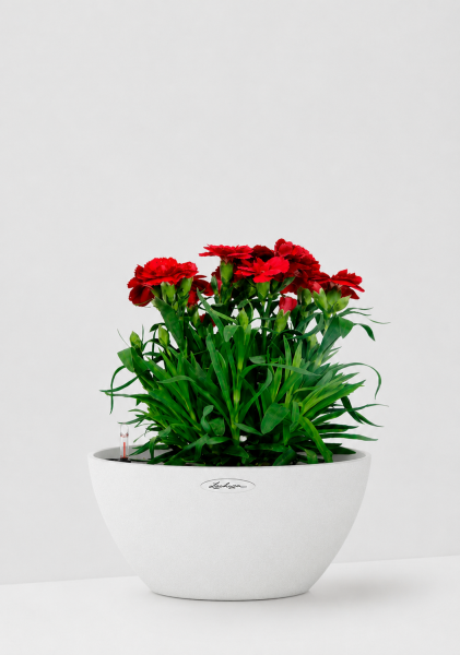 Гвоздика Оскар 12/25 см в CUBETO Stone 30х13 см