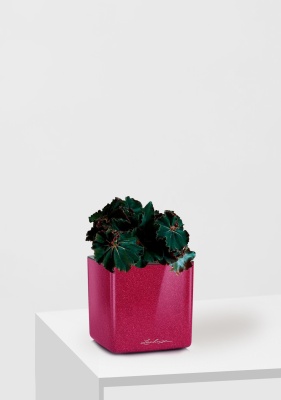 Бегония Рекс Дарк Мамба 12/25 см в CUBE GLOSSY KISS 14, вишнево-розовый блестящий