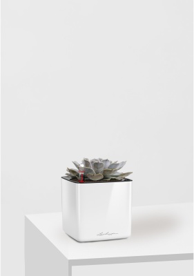 Эхеверия Лилацина 12/20 см в CUBE GLOSSY 14, белый блестящий