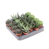 Хавортия микс 5.5/8 см (Голландия) Хавортия микс 5.5/8 см (Голландия)