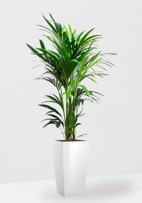 Ховея Кентия 27/160 см в CUBICO 30, белый блестящий 