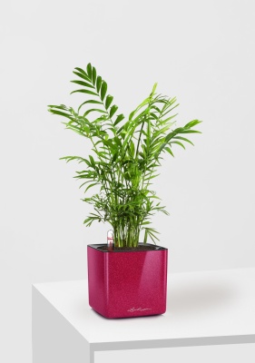 Хамедорея Элеганс 12/45 см в CUBE GLOSSY KISS 14